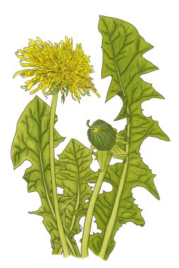 Beyaz arka planda sarı karahindiba çiçekleri ve yeşil yaprakların çizimi 