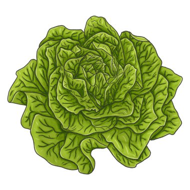 Beyaz arka planda taze yeşil bir salatanın el çizimi. 