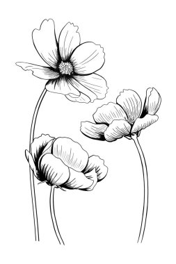 Kozmos çiçeğinin siyah beyaz çizgi çizimi tebrik kartı olarak.