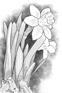 Beyaz arka planda siyah çizgileri olan sarı nergislerden oluşan bir grubun el çizimi.