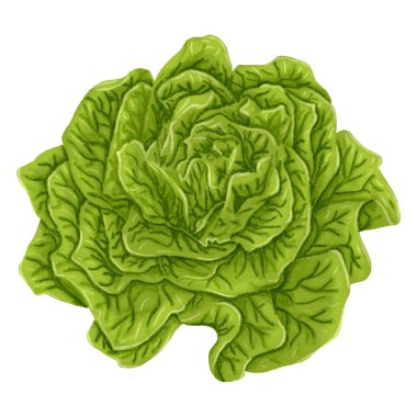 Beyaz arka planda taze yeşil bir salatanın el çizimi. 