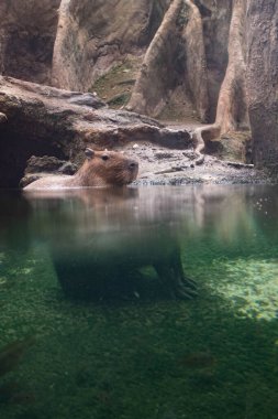 Capybara wild animal rodent quiet on a water pond in a flooded forest with refraction effect made by the water