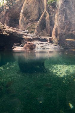 Capybara wild animal rodent quiet on a water pond in a flooded forest with refraction effect made by the water