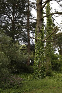 San Francisco, Kaliforniya 'daki Golden Gate parkında bataklık odunlarını kaplayan Green yaprakları