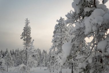 Finlandiya, Rovaniemi 'de kış aylarında beyaz karla kaplı donmuş ağaçlar.