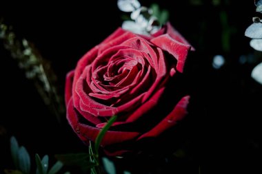 Çiçek açan güzel kırmızı gül, yakından kokulu.