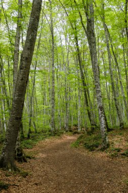 Volkanik bir arazide yeşil kayın ormanı. Güzel bir orman manzarası.