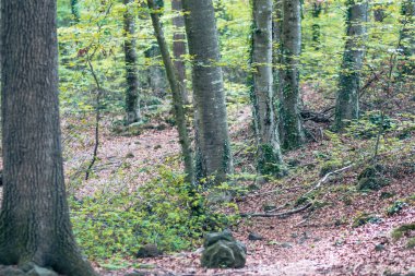 Volkanik bir arazide yeşil kayın ormanı. Güzel bir orman manzarası.