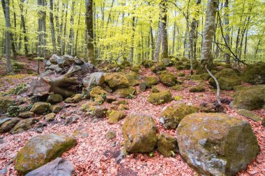 Olot, Katalonya 'da yapraklarla kaplı volkanik bir zemin üzerindeki güzel kayın ormanları.