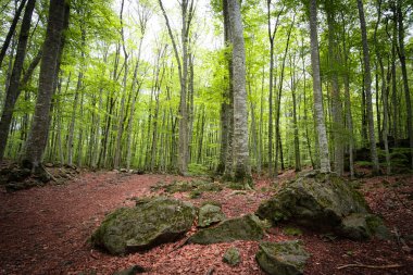 Olot, Katalonya 'da yapraklarla kaplı volkanik bir zemin üzerindeki güzel kayın ormanları.