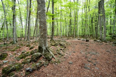 Olot, Katalonya 'da yapraklarla kaplı volkanik bir zemin üzerindeki güzel kayın ormanları.