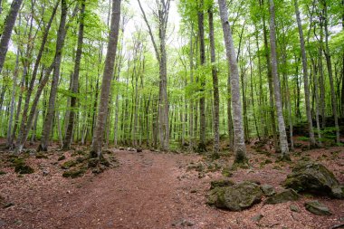 Olot, Katalonya 'da yapraklarla kaplı volkanik bir zemin üzerindeki güzel kayın ormanları.
