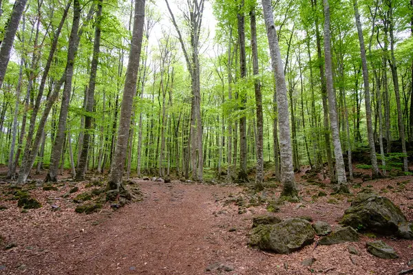 Olot, Katalonya 'da yapraklarla kaplı volkanik bir zemin üzerindeki güzel kayın ormanları.