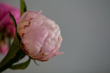 Güzel bir dekoru olan çiçek açan pembe şakayık çiçeği.