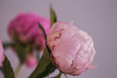 Güzel bir dekoru olan çiçek açan pembe şakayık çiçeği.