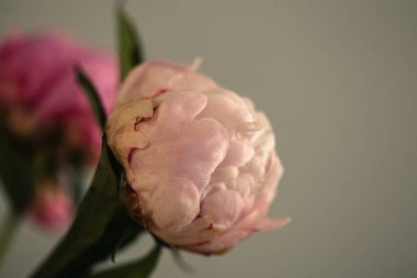 Güzel bir dekoru olan çiçek açan pembe şakayık çiçeği.