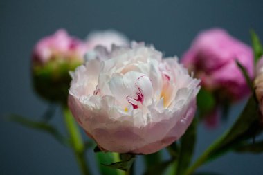 Güzel bir dekoru olan çiçek açan pembe şakayık çiçeği.