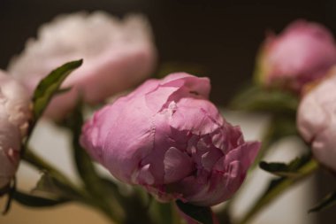 Çiçek açmış pembe şakayık çiçeği. Yaklaş. Hâlâ koyu gri bir arka planda.