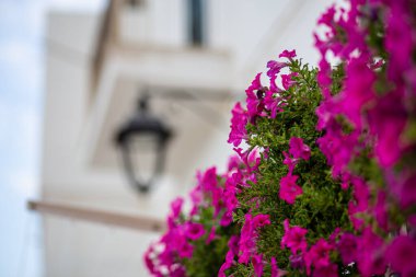 Mor sardunya çiçeği planı şehir cephesinde çiçek açtı