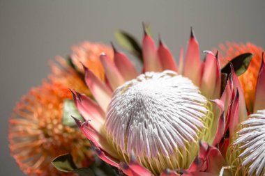 Pembe Kral protea hydrangea çiçeği, beyaz çitleri hala çiçek açıyor.
