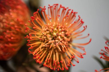 Gri bir arka planda, çok sayıda karaçam ve sapla yapılmış güzel bir çiçek.