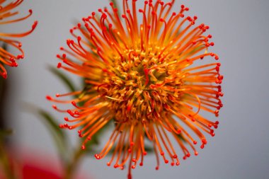 Gri bir arka planda, çok sayıda karaçam ve sapla yapılmış güzel bir çiçek.