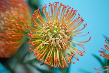 Bir çok karaçam ve sapla yapılmış güzel çiçek hala mavi bir arkaplanda.