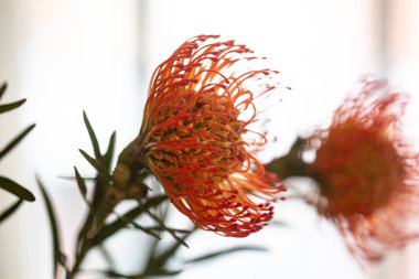 Beautiful orange protea flower bouquet backlit on a white background