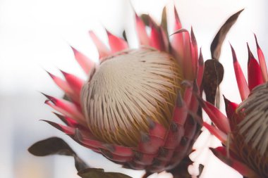 Beyaz arka planda güzel pembe ve beyaz kral protea çiçeği buketi