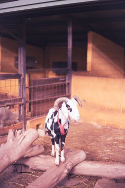 Çiftlik çukurunda boynuzları olan Akdeniz keçisi