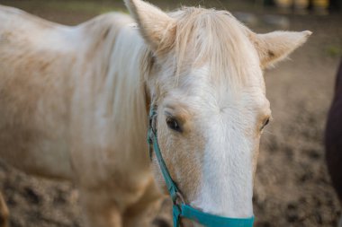 Açık kahverengi ve beyaz at görme duyusu. Sevimli bir portre.