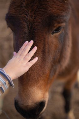 Çocuk eli güzel kahverengi bir atın yüzünü okşuyor.