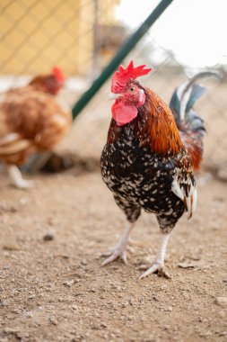 Kümes hayvanları çiftliğinde sevimli bir horoz portresi