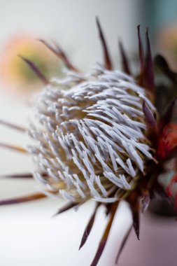 Güzel kral protea çiçeği bulanık bir arkaplanda çiçek açıyor. Yakın plan.