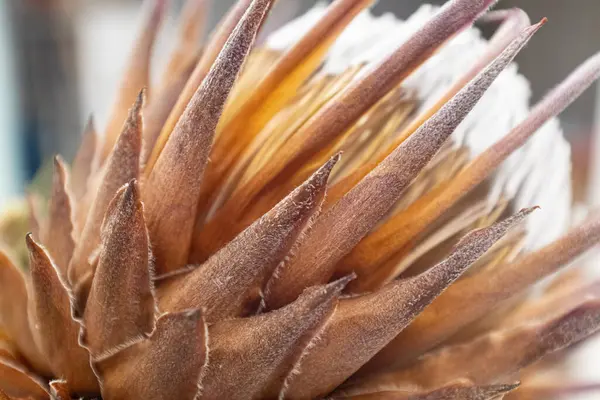 Güzel Kral Protea çiçek açmış. Yakınlarda hala keskin çitler ve polenler var.