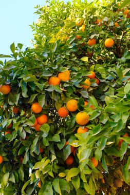 Fas, Fez 'deki bir dekorasyon tesisi olarak parktaki portakal ağaçlarında çiçek açan portakal meyveleri.