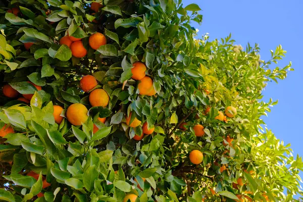 Fas, Fez 'deki bir dekorasyon tesisi olarak parktaki portakal ağaçlarında çiçek açan portakal meyveleri.