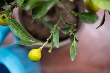 Küçük sarı limon meyveleri hala yeşil bir limon ağacının üzerinde duruyor.