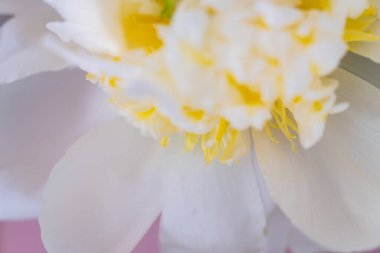 Güzel bir şakayık çiçeğindeki pürüzsüz beyaz taç yapraklarıyla çiçek açan sarı papağanlar.