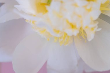 Güzel bir şakayık çiçeğindeki pürüzsüz beyaz taç yapraklarıyla çiçek açan sarı papağanlar.