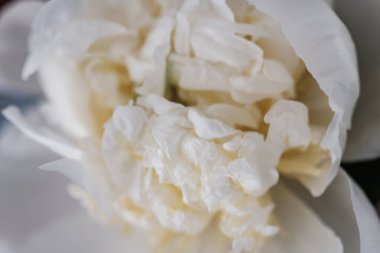 Sarı çiçekli beyaz şakayık çiçekleri Pürüzsüz beyaz taç yaprakları