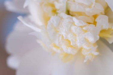 Sarı çiçekli beyaz şakayık çiçekleri Pürüzsüz beyaz taç yaprakları