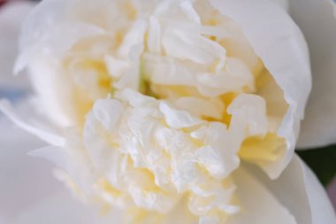 Sarı çiçekli beyaz şakayık çiçekleri Pürüzsüz beyaz taç yaprakları