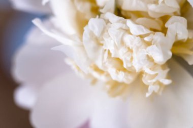 Sarı çiçekli beyaz şakayık çiçekleri Pürüzsüz beyaz taç yaprakları