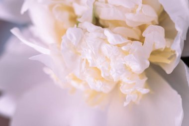 Çiçek açmış güzel beyaz şakayık çiçekleri hala pürüzsüz taç yapraklarıyla kaplıdır