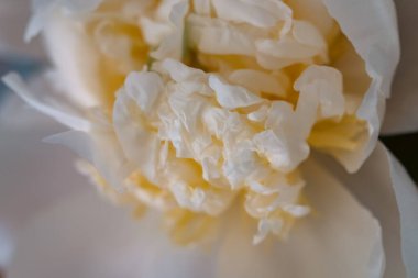 Çiçek açmış güzel beyaz şakayık çiçekleri hala pürüzsüz taç yapraklarıyla kaplıdır