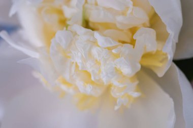 Çiçek açmış güzel beyaz şakayık çiçekleri hala pürüzsüz taç yapraklarıyla kaplıdır