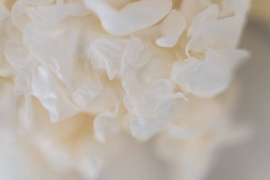 Beyaz şakayık çiçeğinin çiçek yapraklarındaki pürüzsüz doku 