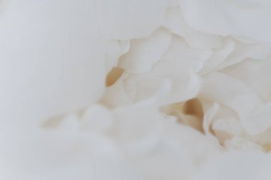 Beyaz şakayık çiçeğinin çiçek yapraklarındaki pürüzsüz doku 