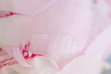 Pembe şakayık çiçeğinin yumuşak dokusu çiçek açar. 